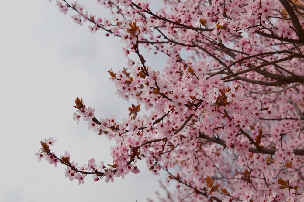 昼間の白い空の下にピンクの桜の木
