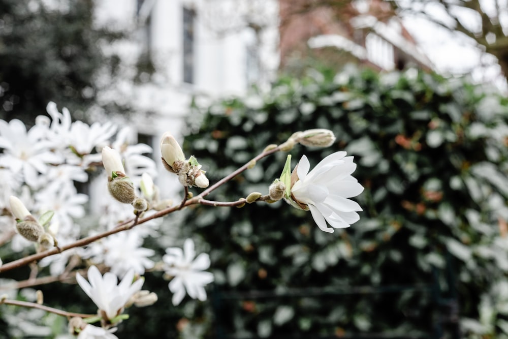 white flower on brown stem