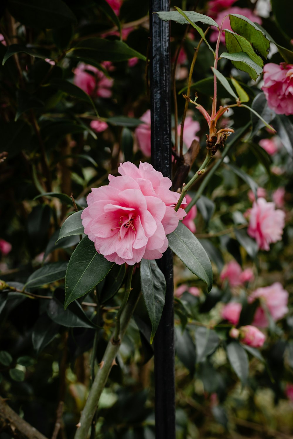 pink flower with green leaves