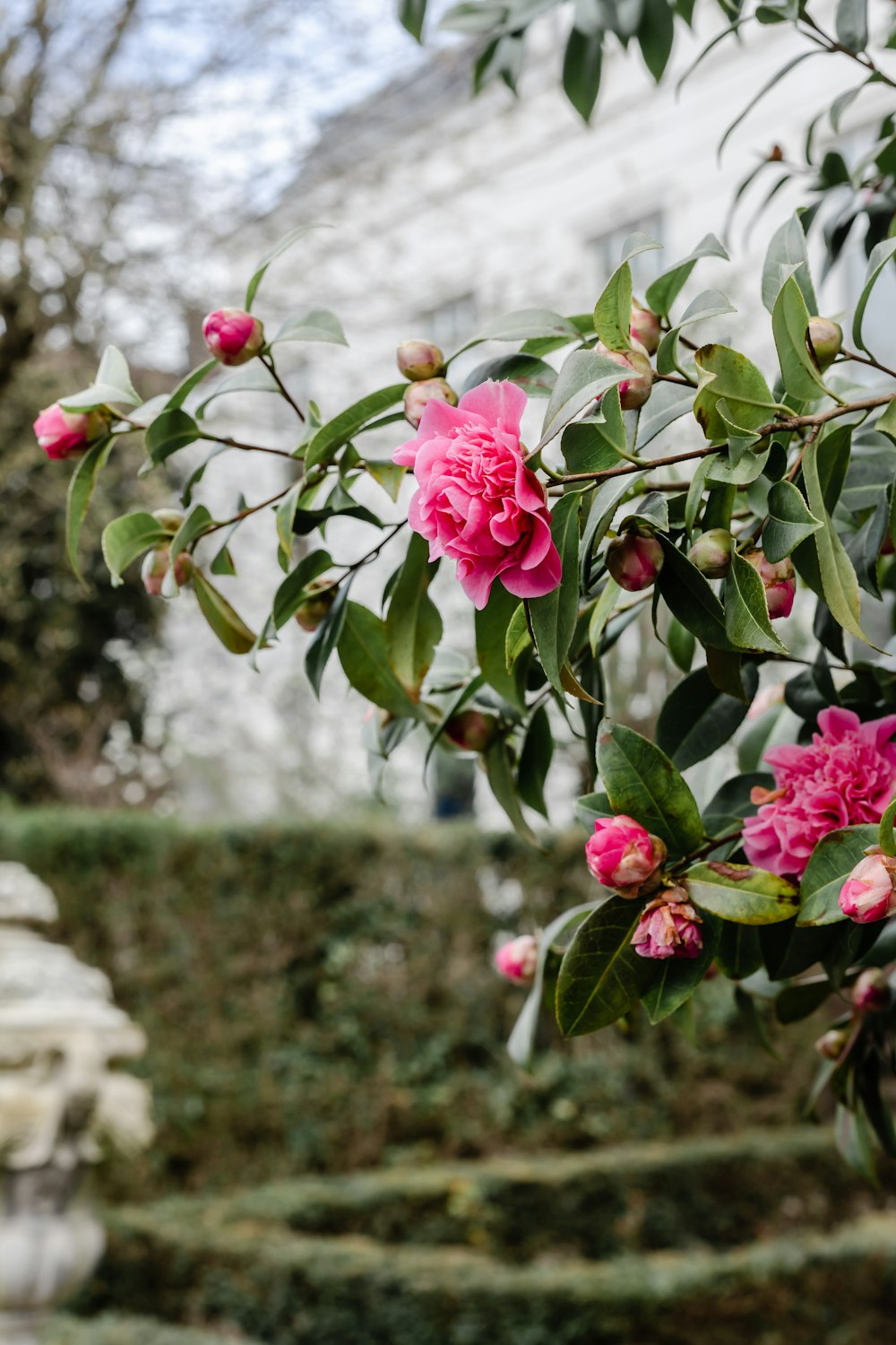 pink roses in bloom during daytime