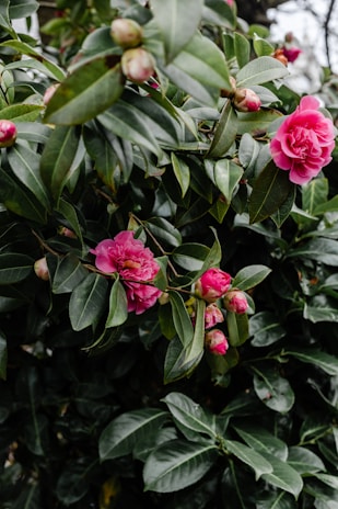 pink flower with green leaves
