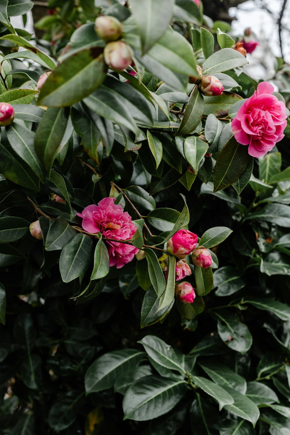 pink flower with green leaves