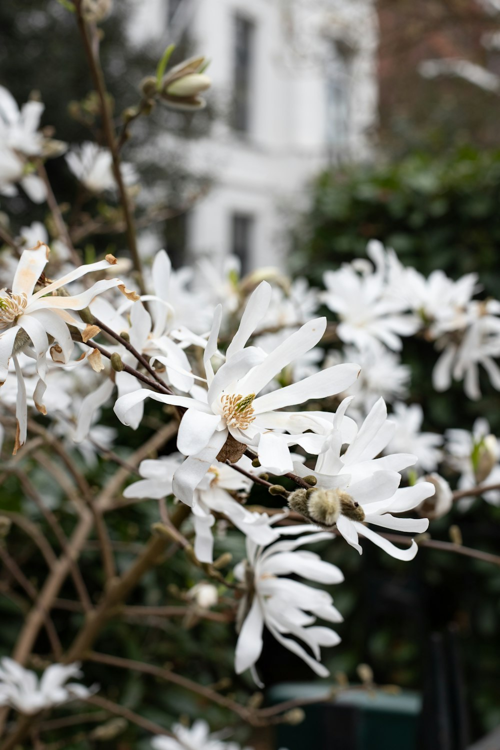 white flowers in tilt shift lens