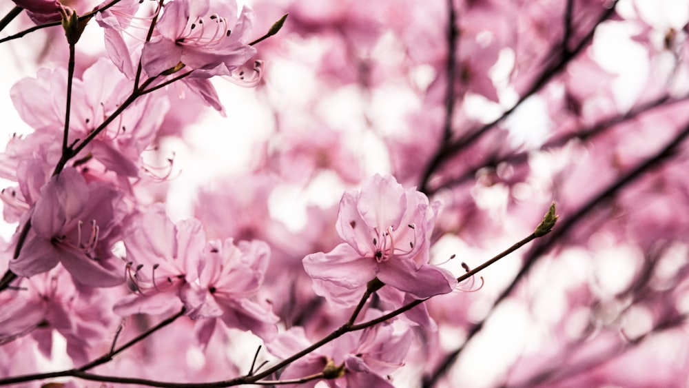 昼間に咲くピンクの桜