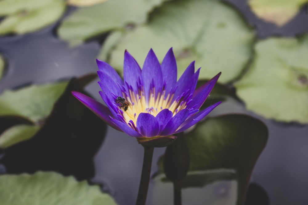 purple waterlily in bloom during daytime