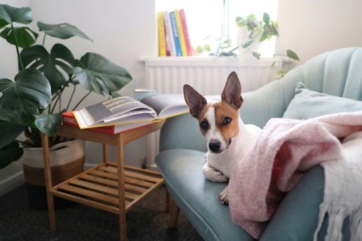 A small dog with a white and brown coat is lounging on a light green sofa, next to a pink and white blanket. Beside the sofa is a wooden side table with several books, one of which is open. A large potted plant with broad green leaves is positioned near the table, adding a touch of nature to the cozy indoor setting. There are more books on the windowsill, and the scene is lit by natural light coming through the window.