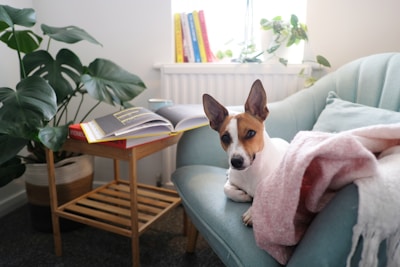 A playful dachshund lounging beside health coaching books and a cup of herbal tea.