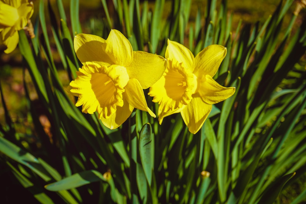 yellow daffodils in bloom during daytime