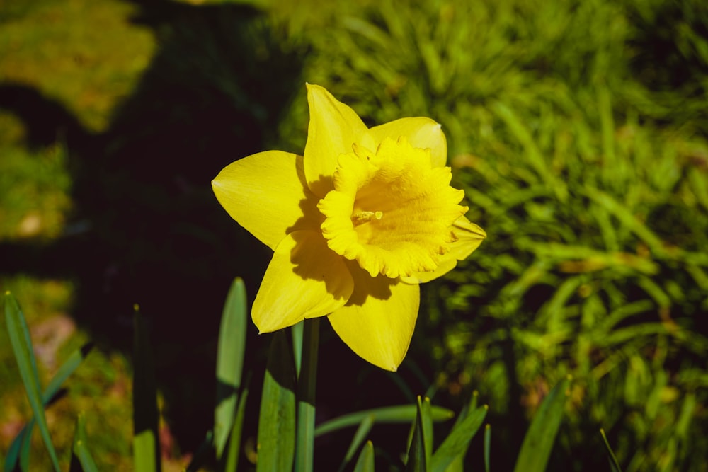 yellow flower in tilt shift lens