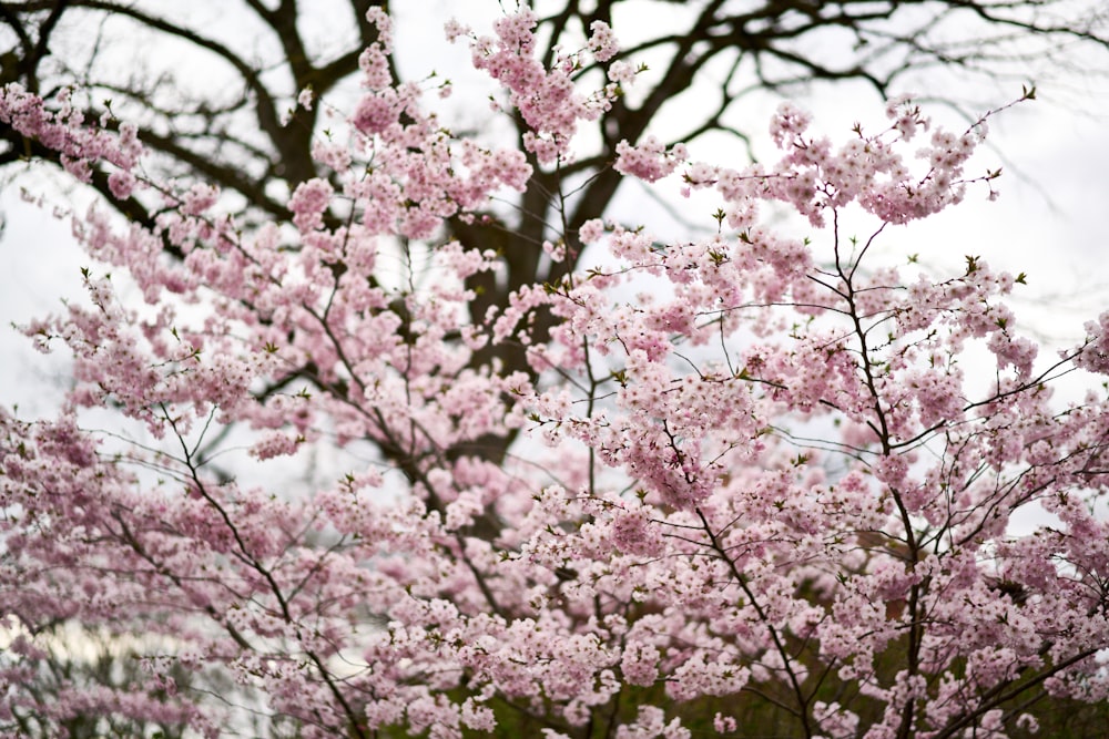 pink cherry blossom tree during daytime