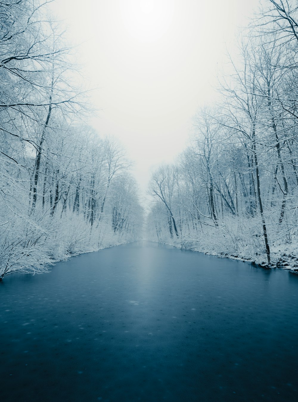 body of water between trees during daytime