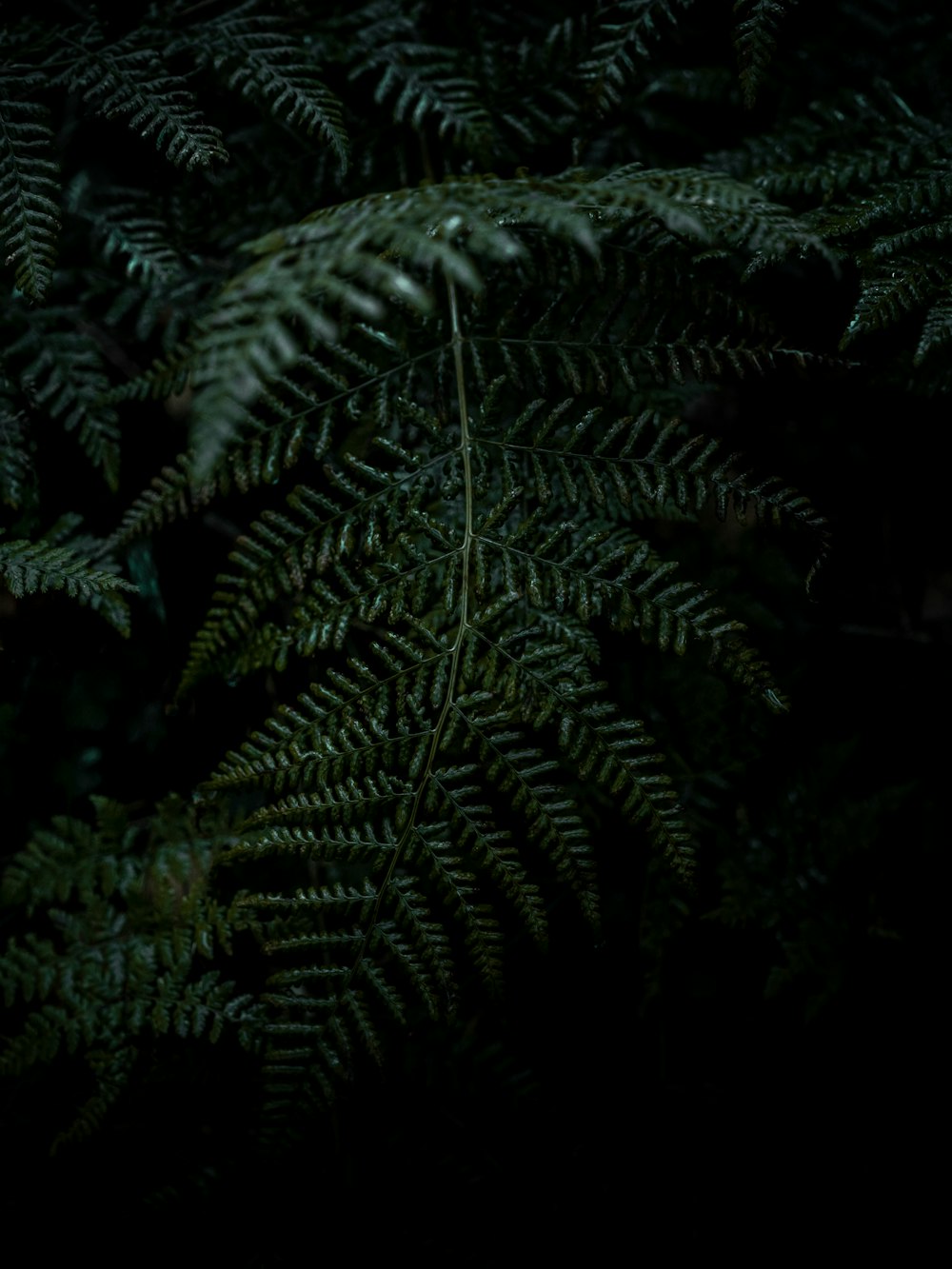 green fern plant in close up photography