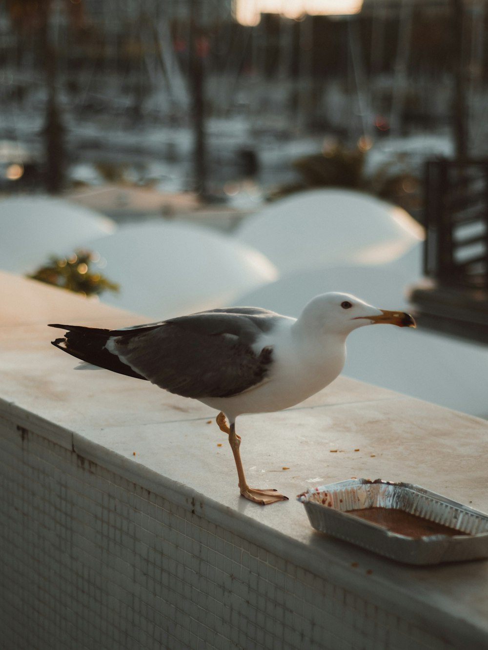 white and black bird on white concrete fence during daytime
