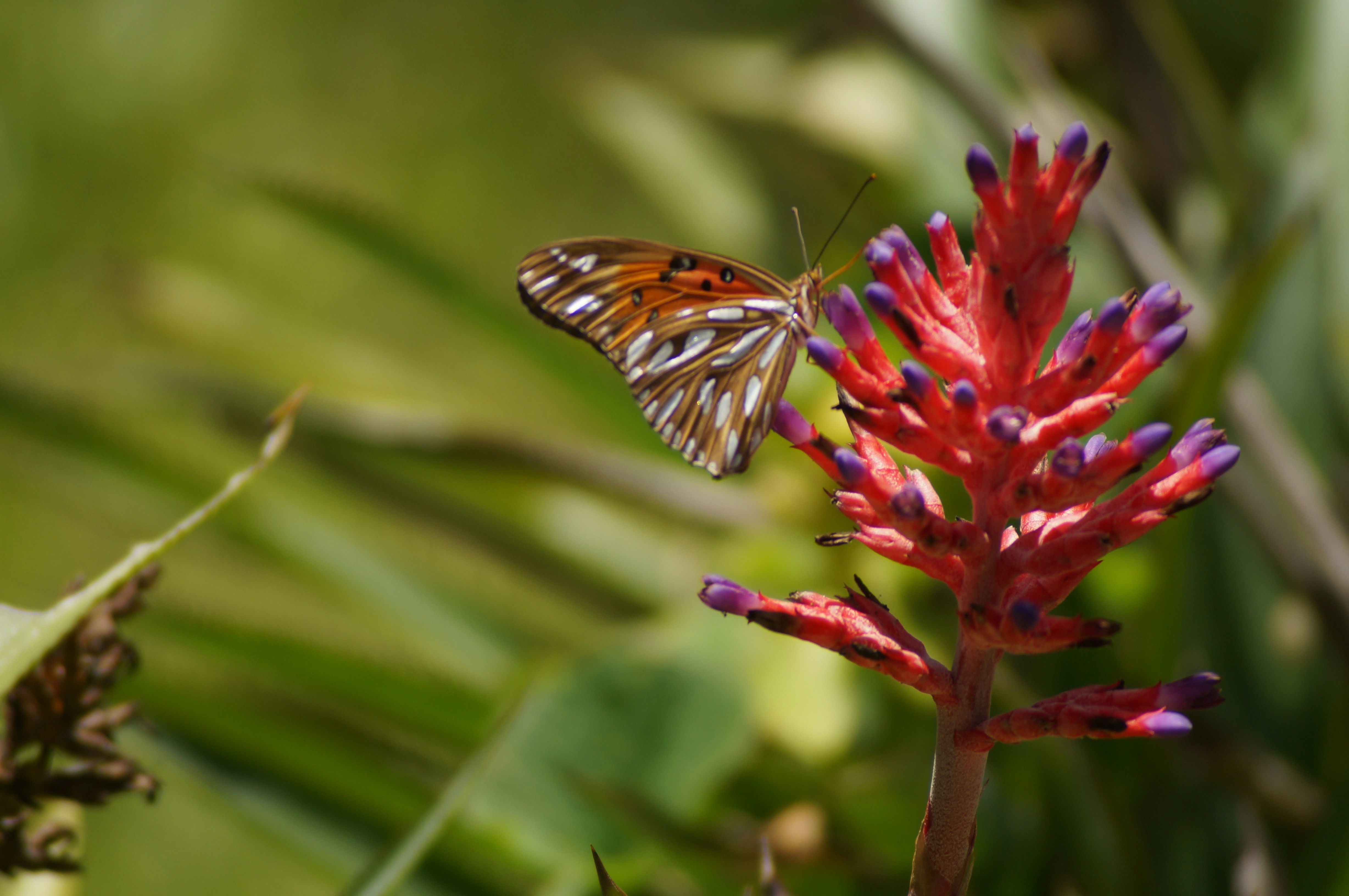 Ехмея — Aechmea fasciata