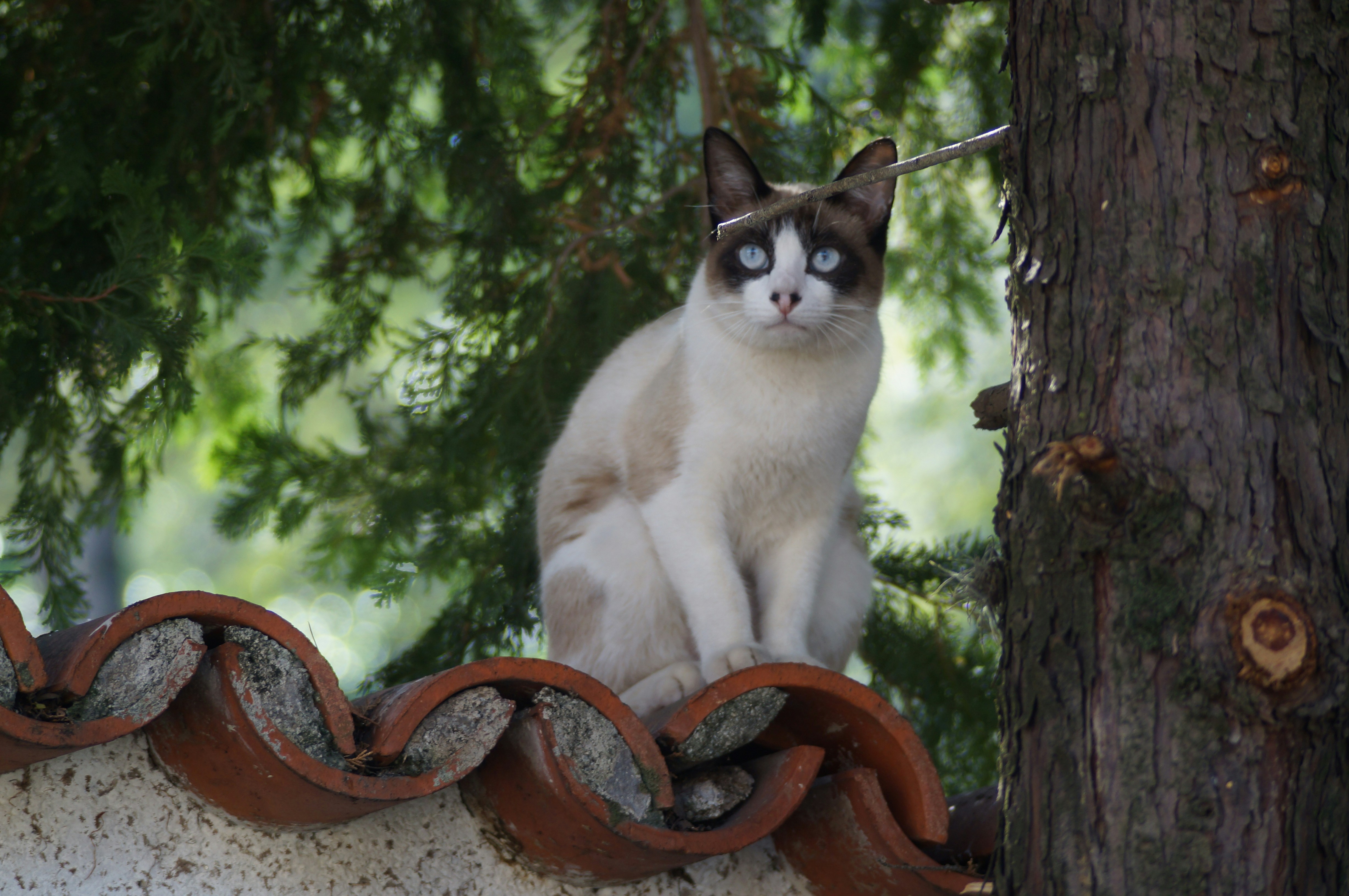 white and black cat on tree