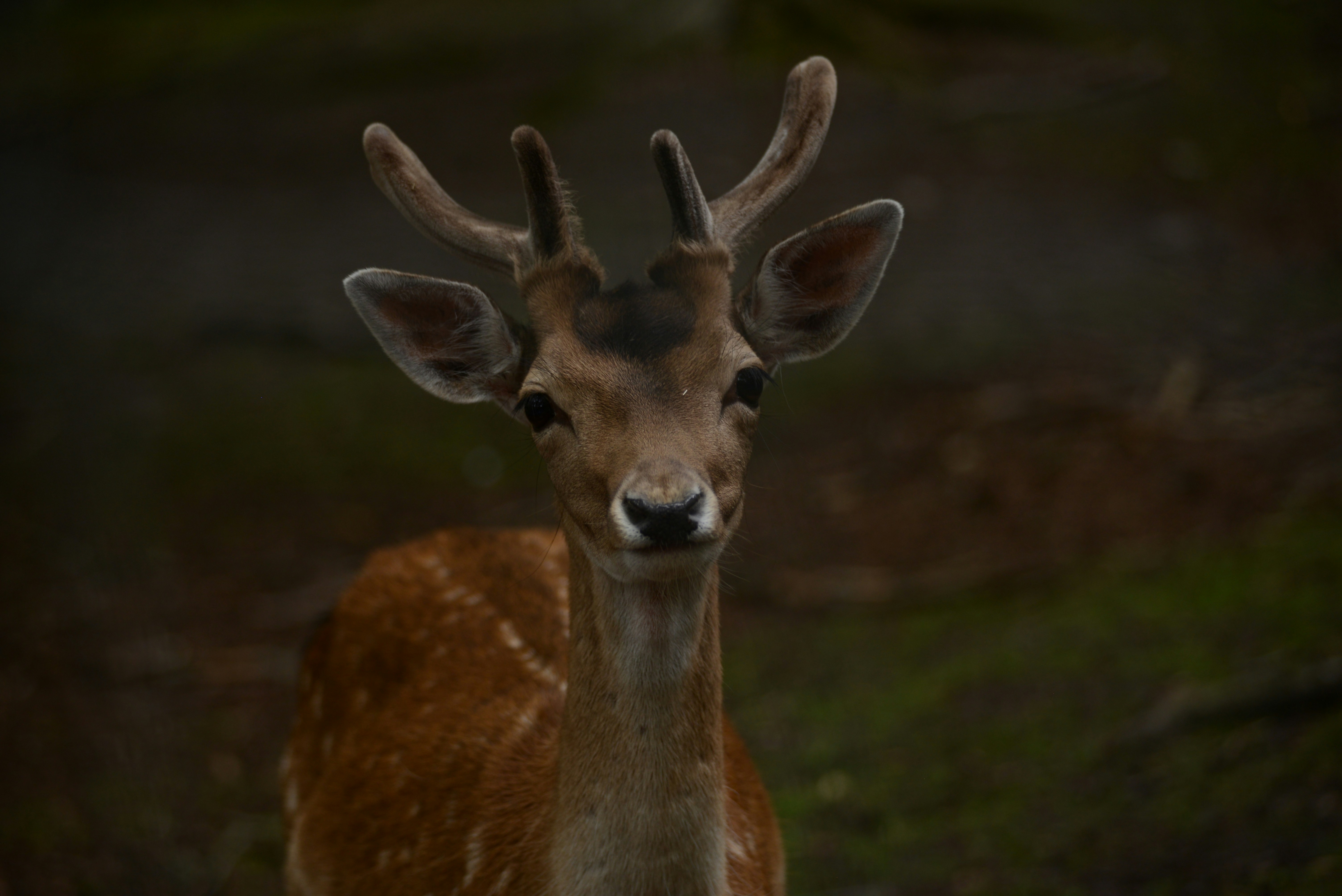 Photo by arturrekstad