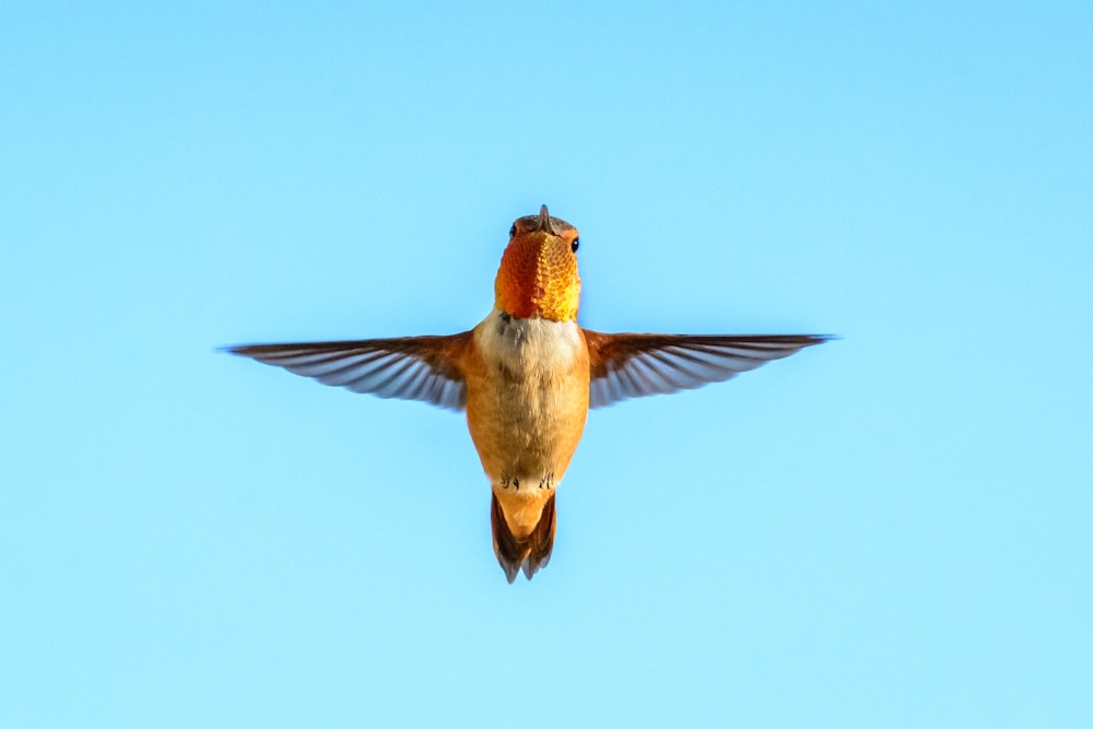 brown and white humming bird flying during daytime