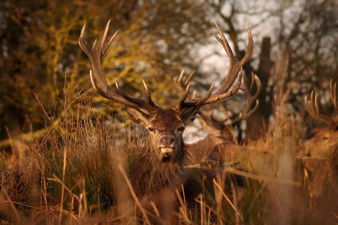 brown deer on brown grass during daytime