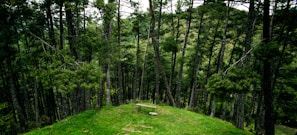 A serene backyard scene featuring a tall pine tree standing proudly beside a rustic wooden bench.