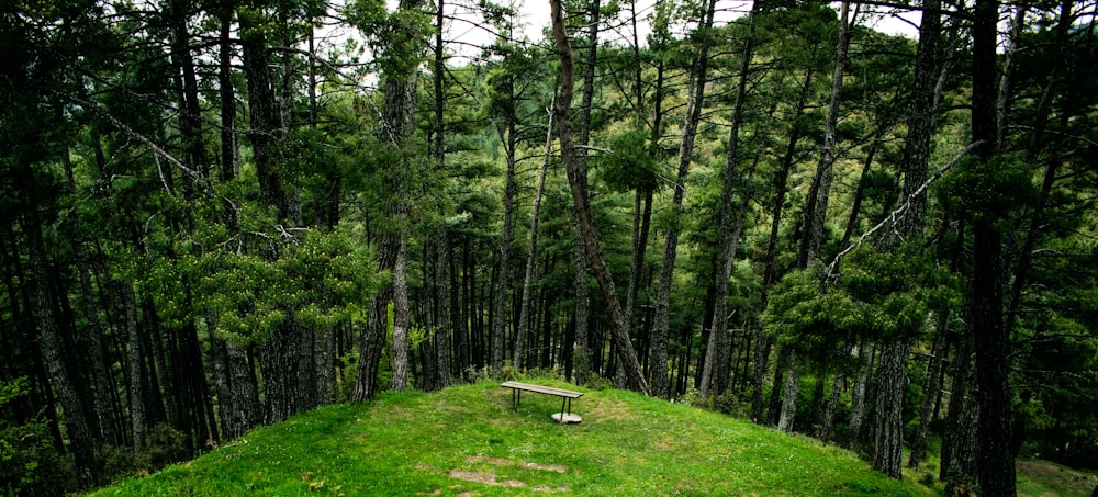 green grass field with trees