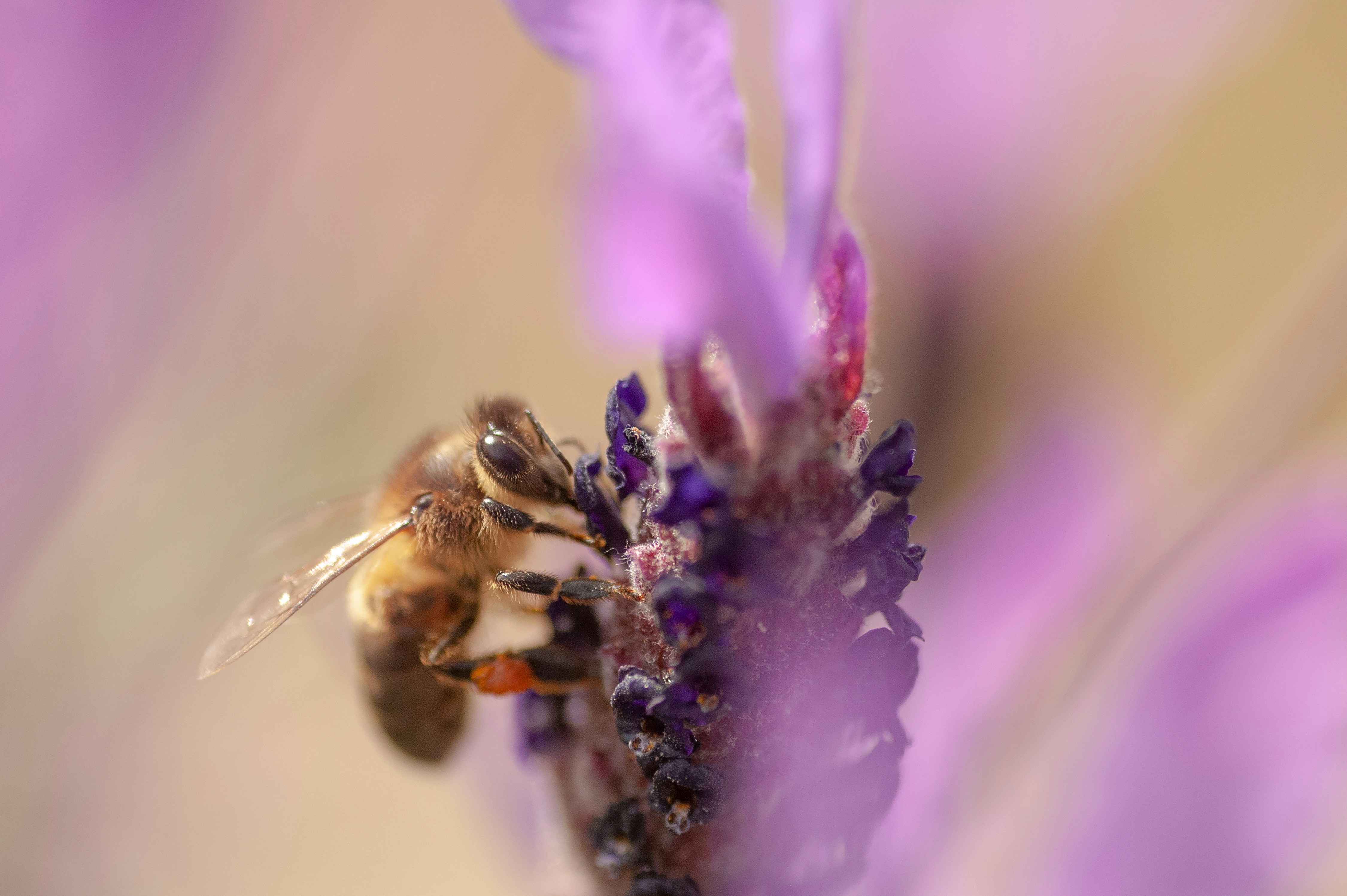 Photo by kristofer2482