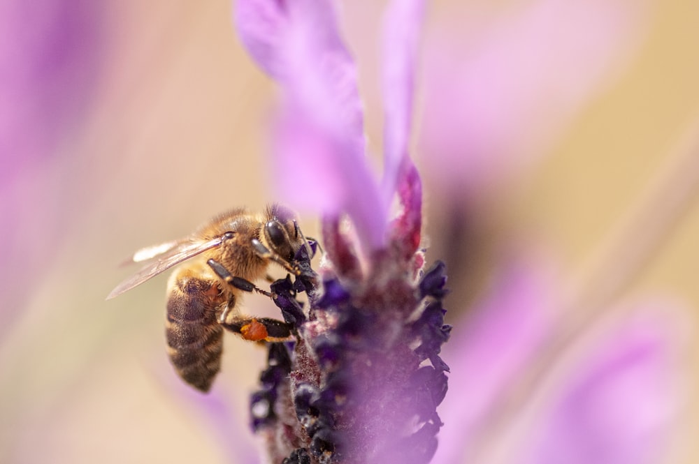 honeybee perched on purple flower in close up photography during daytime