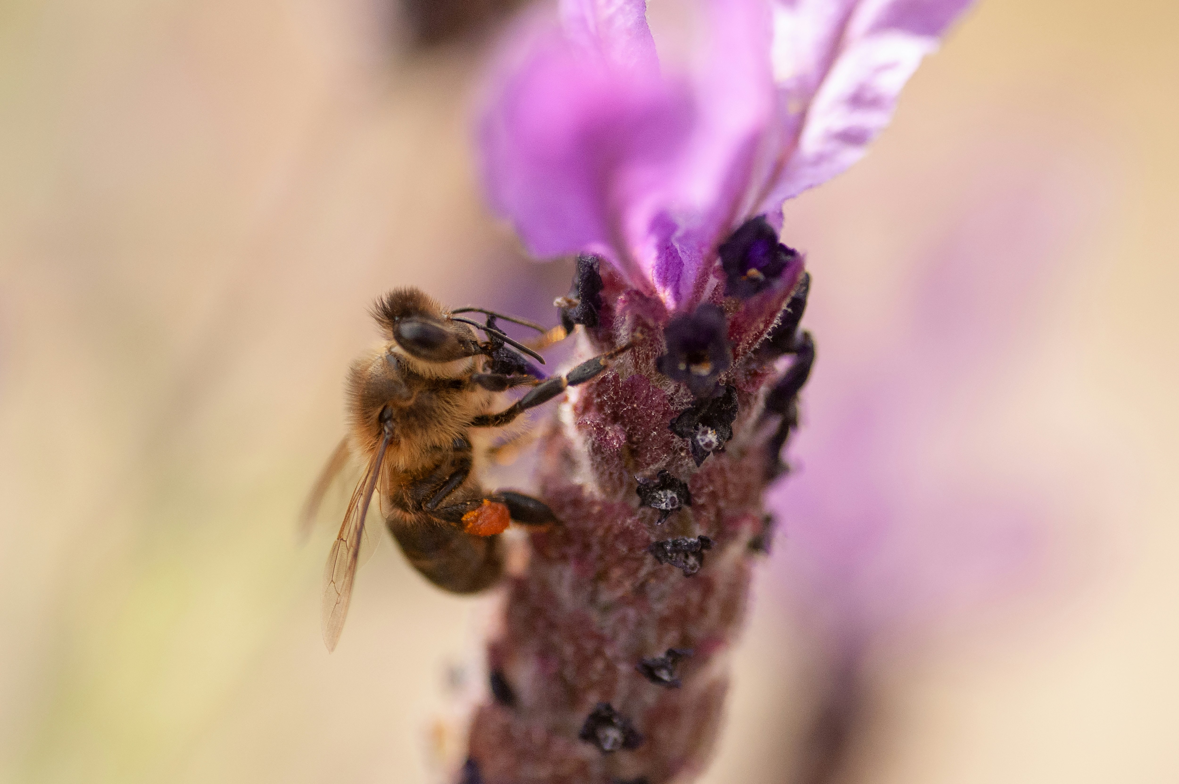 Photo by kristofer2482