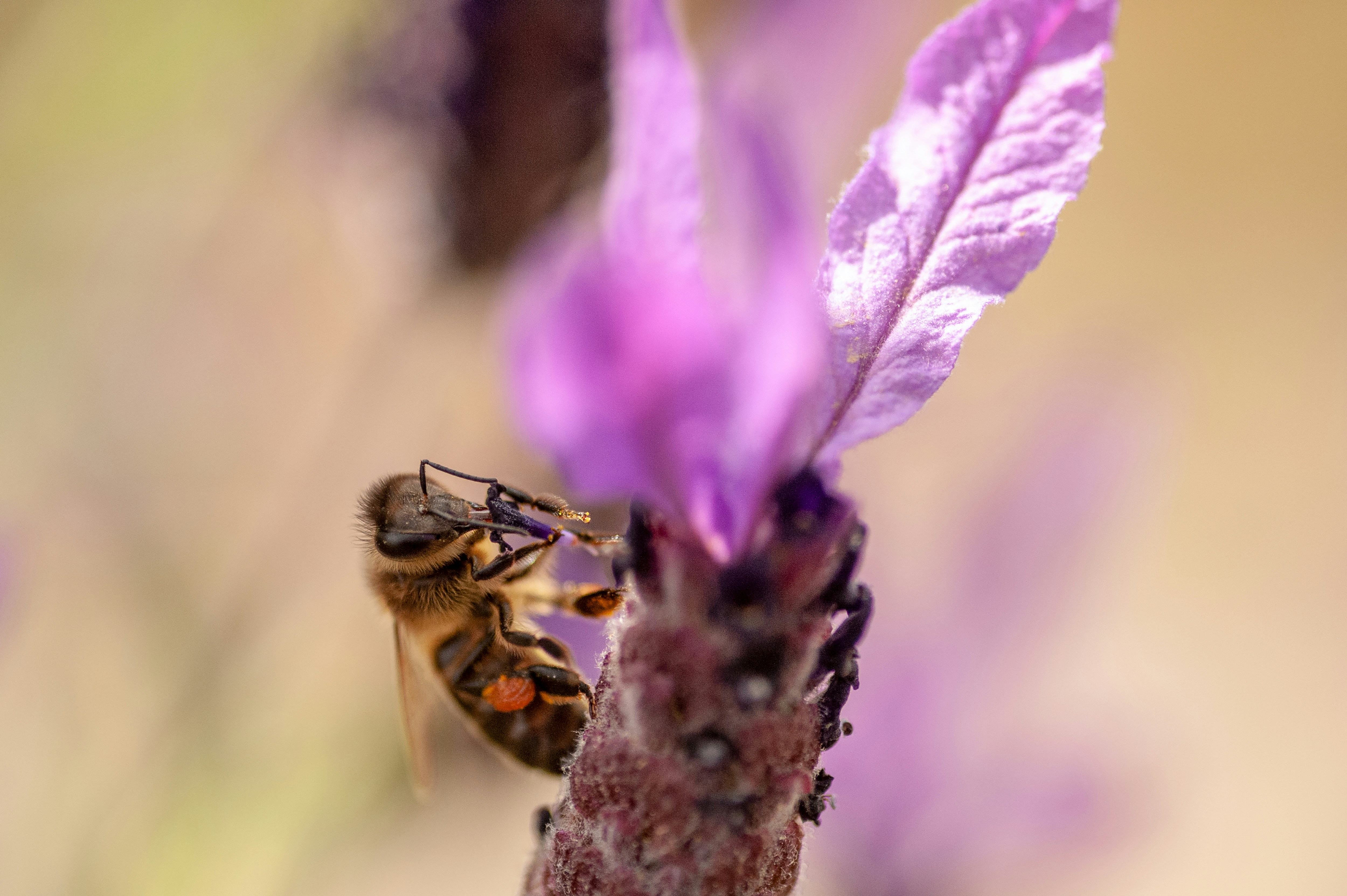 Photo by kristofer2482