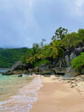 green trees on brown sand near body of water during daytime