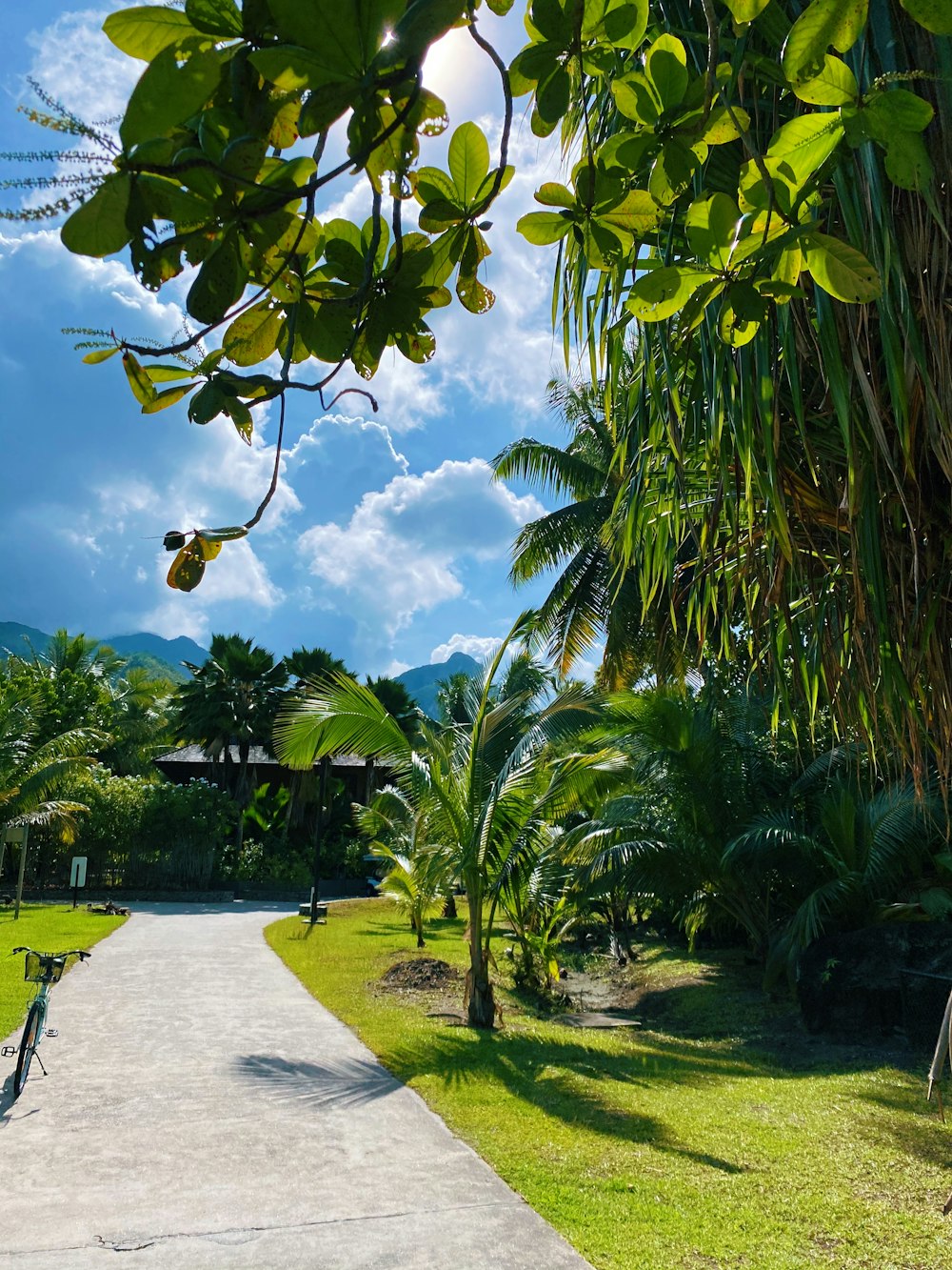 green palm trees near body of water during daytime