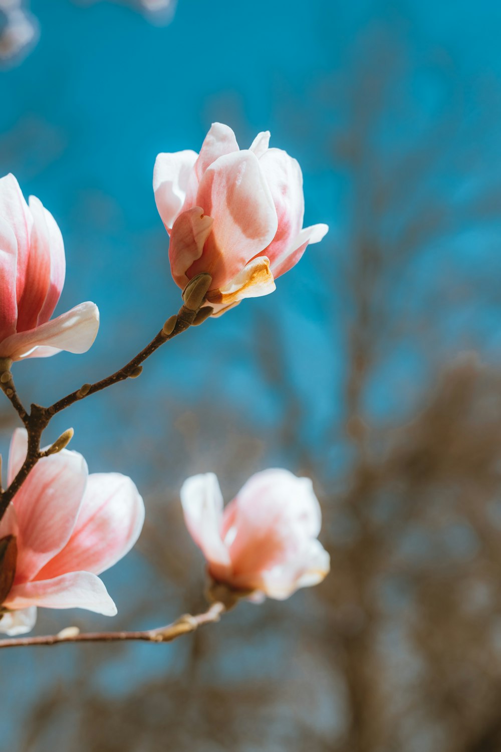 pink flower in tilt shift lens