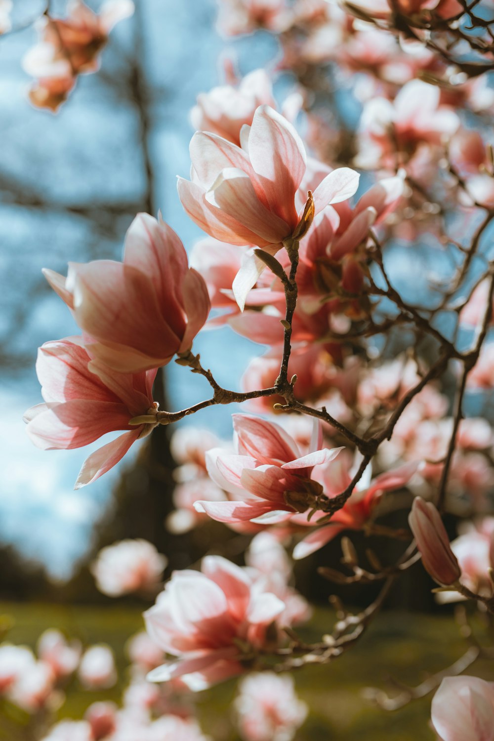 pink cherry blossom in close up photography