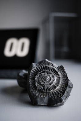 Close-up of microfossil slides under a microscope