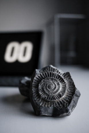 Close-up of a microfossil slide with detailed foraminifera specimens.