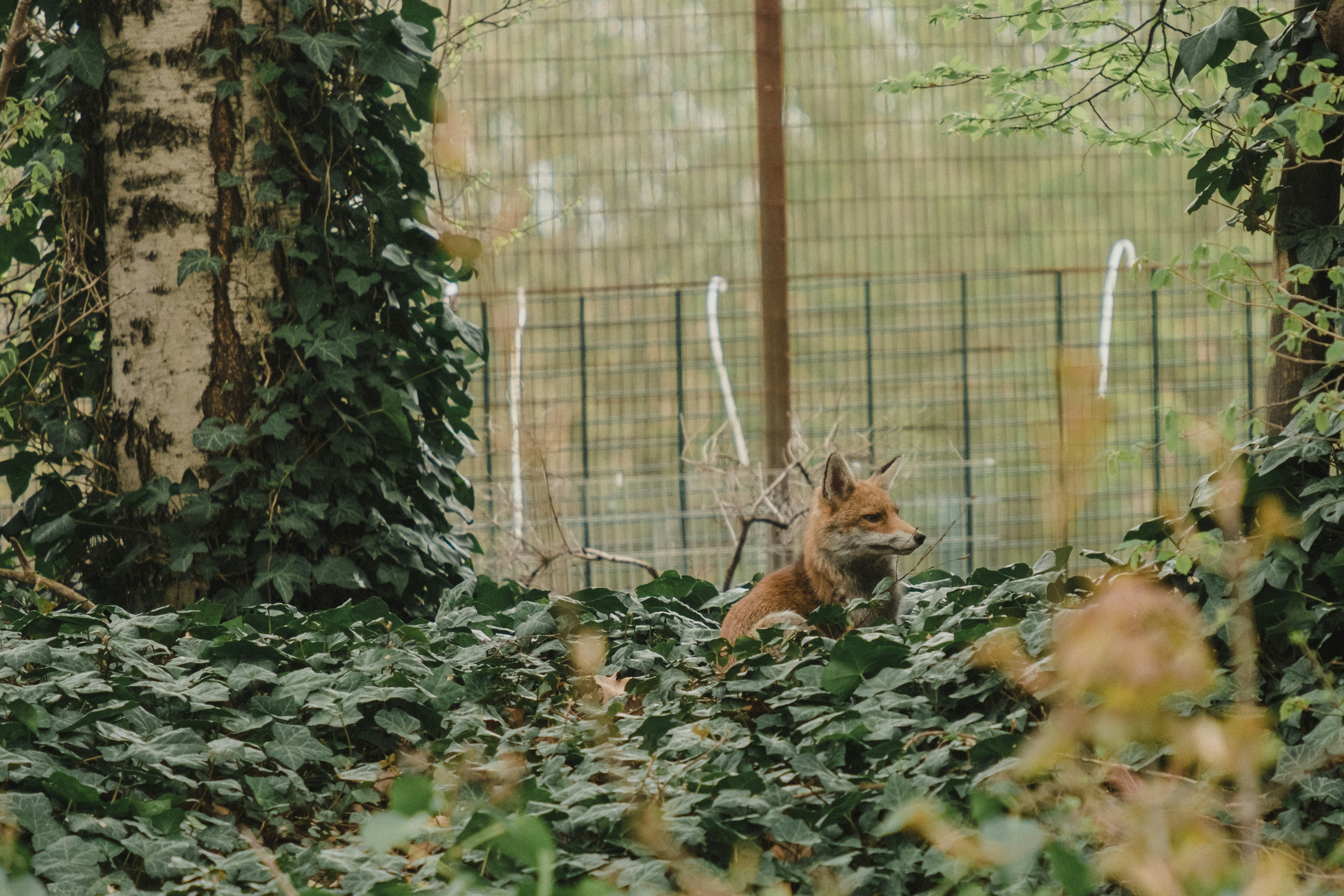 brown fox on green grass during daytime