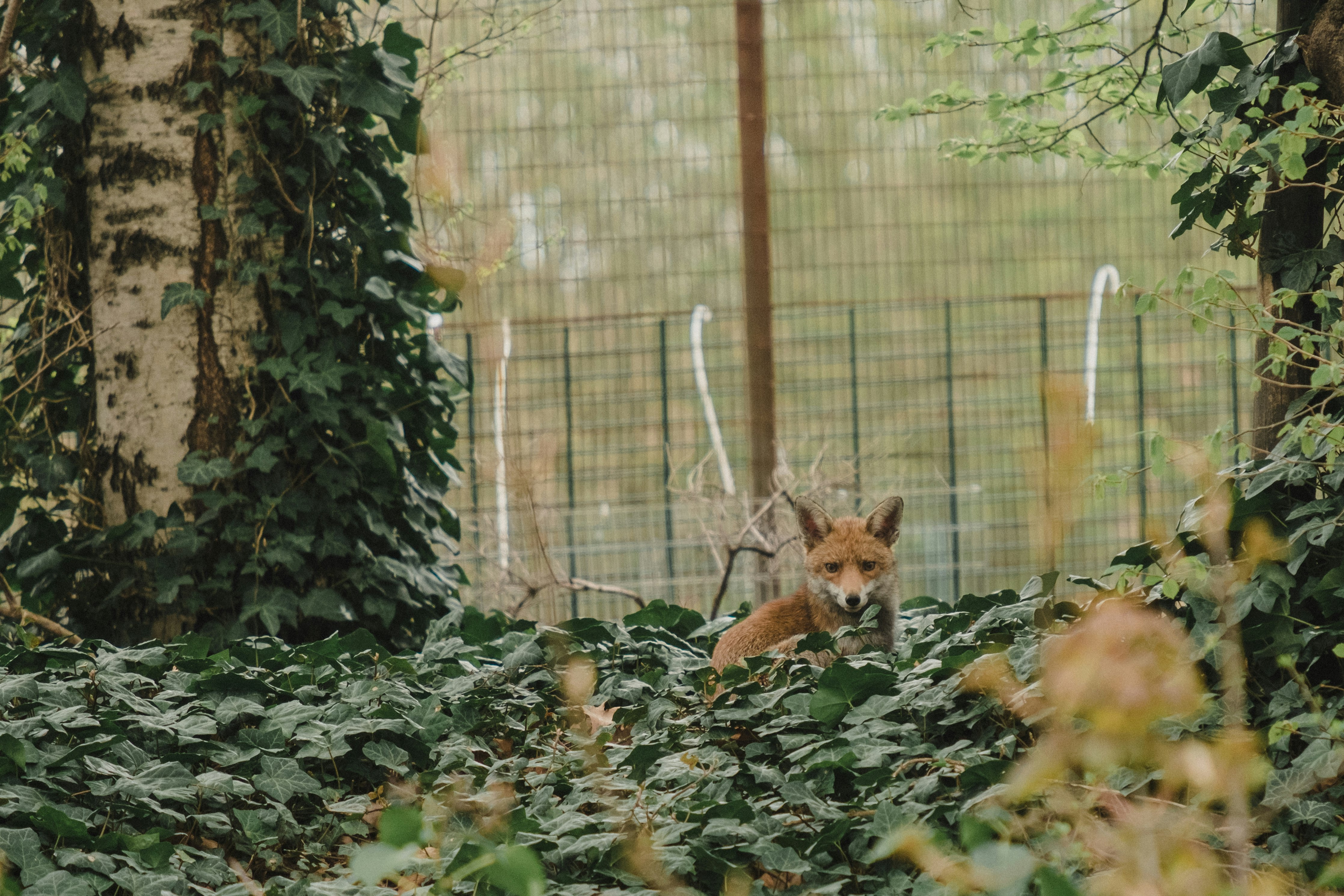 brown fox lying on green grass during daytime