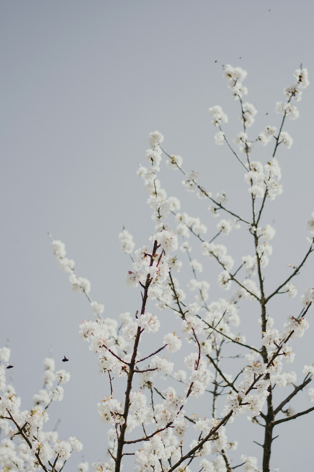 white cherry blossom under blue sky during daytime