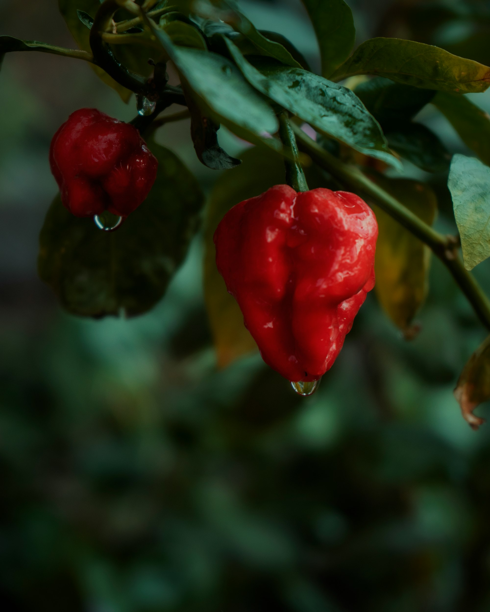 The Naga Morich, also known as the "Dorset Naga Pepper", is a chilli pepper native to North East India, and the Sylhet region of Bangladesh. It is known as the sister chilli to the Bhut Jolokia or Ghost Chilli. The Naga Morich bears many similarities to its sister but is genetically different. It is also one of the hottest known chilli peppers.
