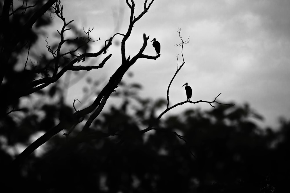 silhouette of bird on tree branch