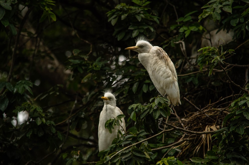 white bird on brown tree branch during daytime