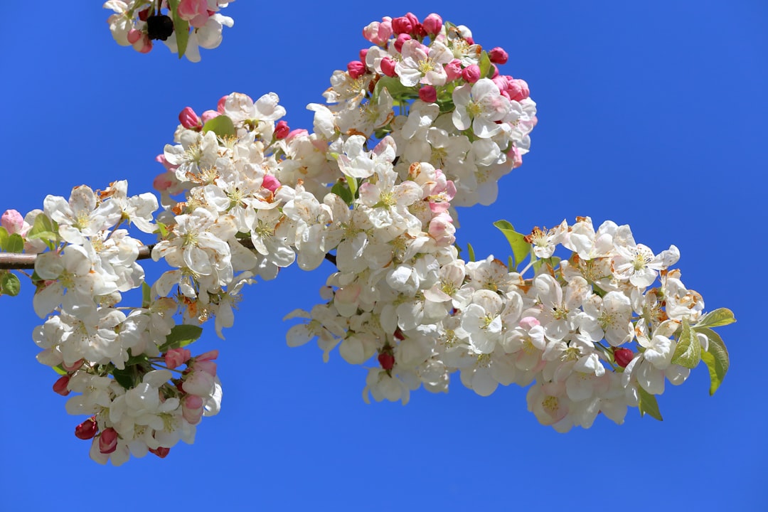 white and pink cherry blossom