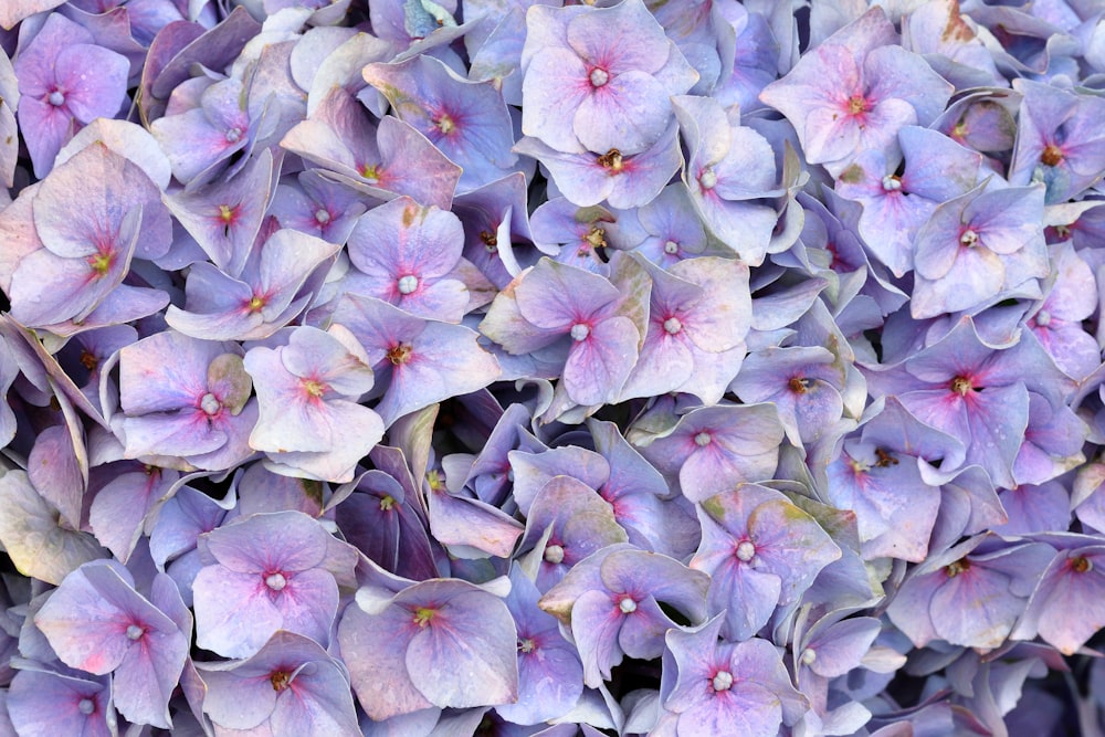 昼間の紫と白の花