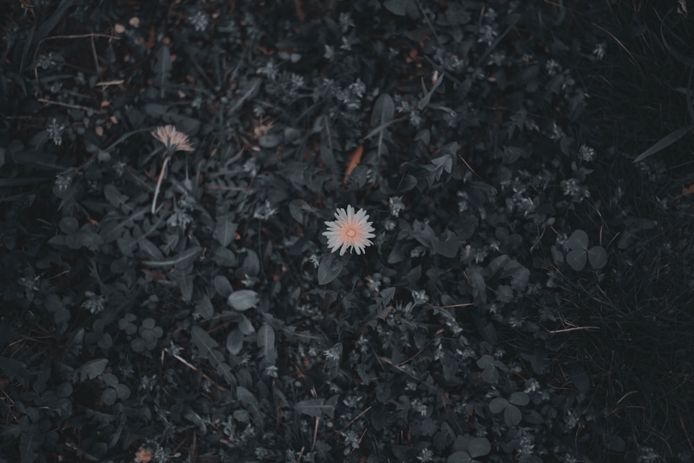 a white flower sitting on top of a lush green field