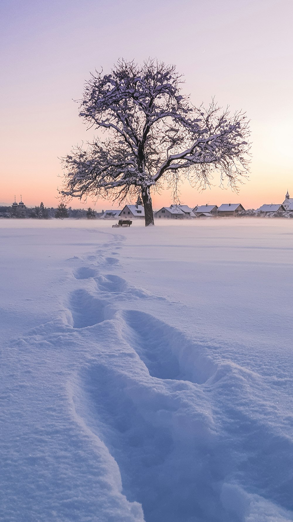 bare tree on snow covered ground during daytime