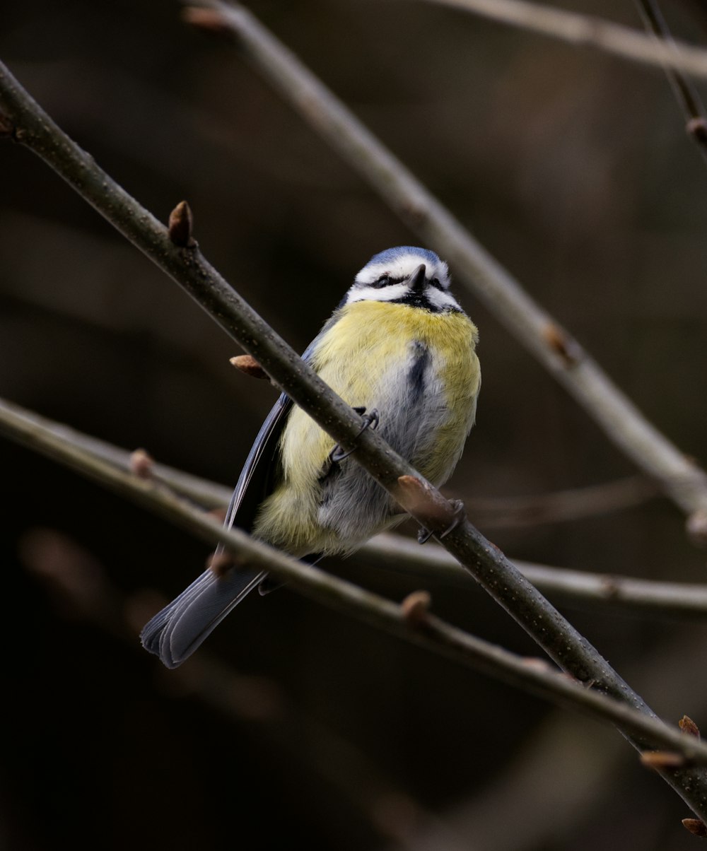 pájaro amarillo y negro en la rama marrón del árbol