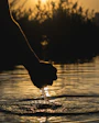 silhouette of bird on persons body on water during sunset