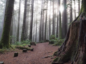 A forest scene with tall trees shrouded in mist, creating a serene and ethereal atmosphere. Sunlight filters through the branches, casting soft rays onto the forest floor. Moss and ferns grow abundantly, adding to the lush greenery. A winding dirt path leads through the trees, inviting exploration.
