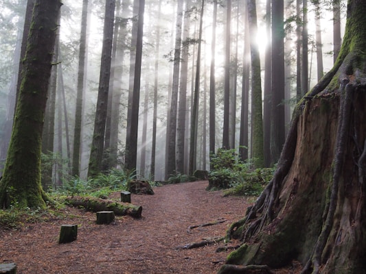 A forest scene with tall trees shrouded in mist, creating a serene and ethereal atmosphere. Sunlight filters through the branches, casting soft rays onto the forest floor. Moss and ferns grow abundantly, adding to the lush greenery. A winding dirt path leads through the trees, inviting exploration.