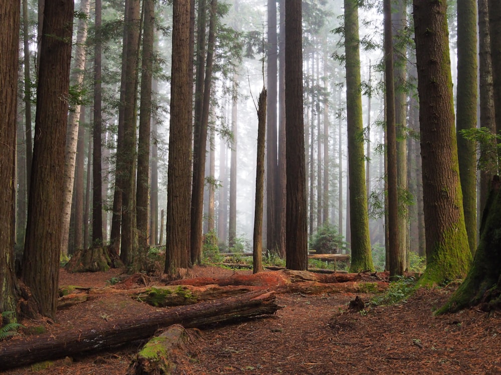 brown trees on brown soil during daytime