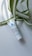 A small white tube of skincare product lies on a light background, with large green and white striped leaves partially draped over it. The tube has blue and black text printed on it.